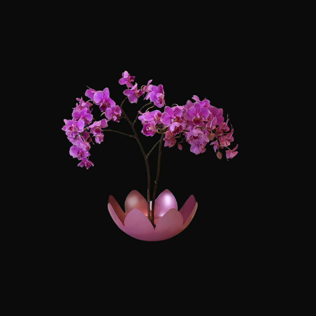 Whisper of the Lotus Pond