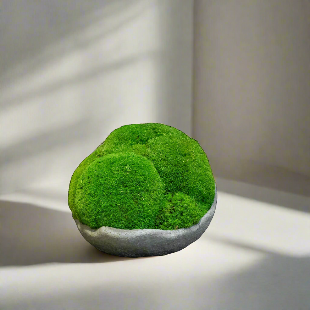 Moss Ball Arrangement - Medium