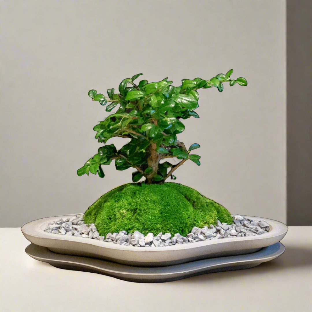 Carmona Bonsai Plant-Medium