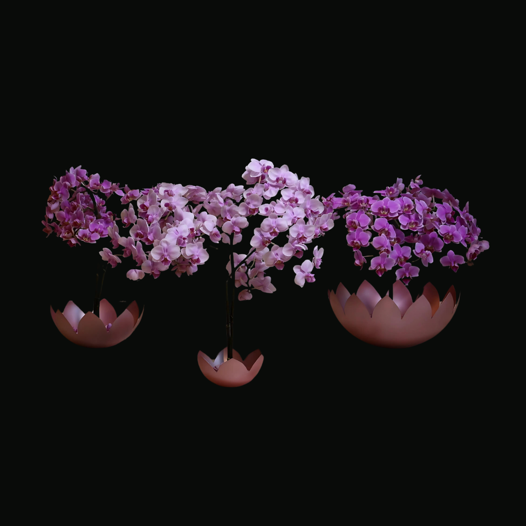 Whisper of the Lotus Pond Set