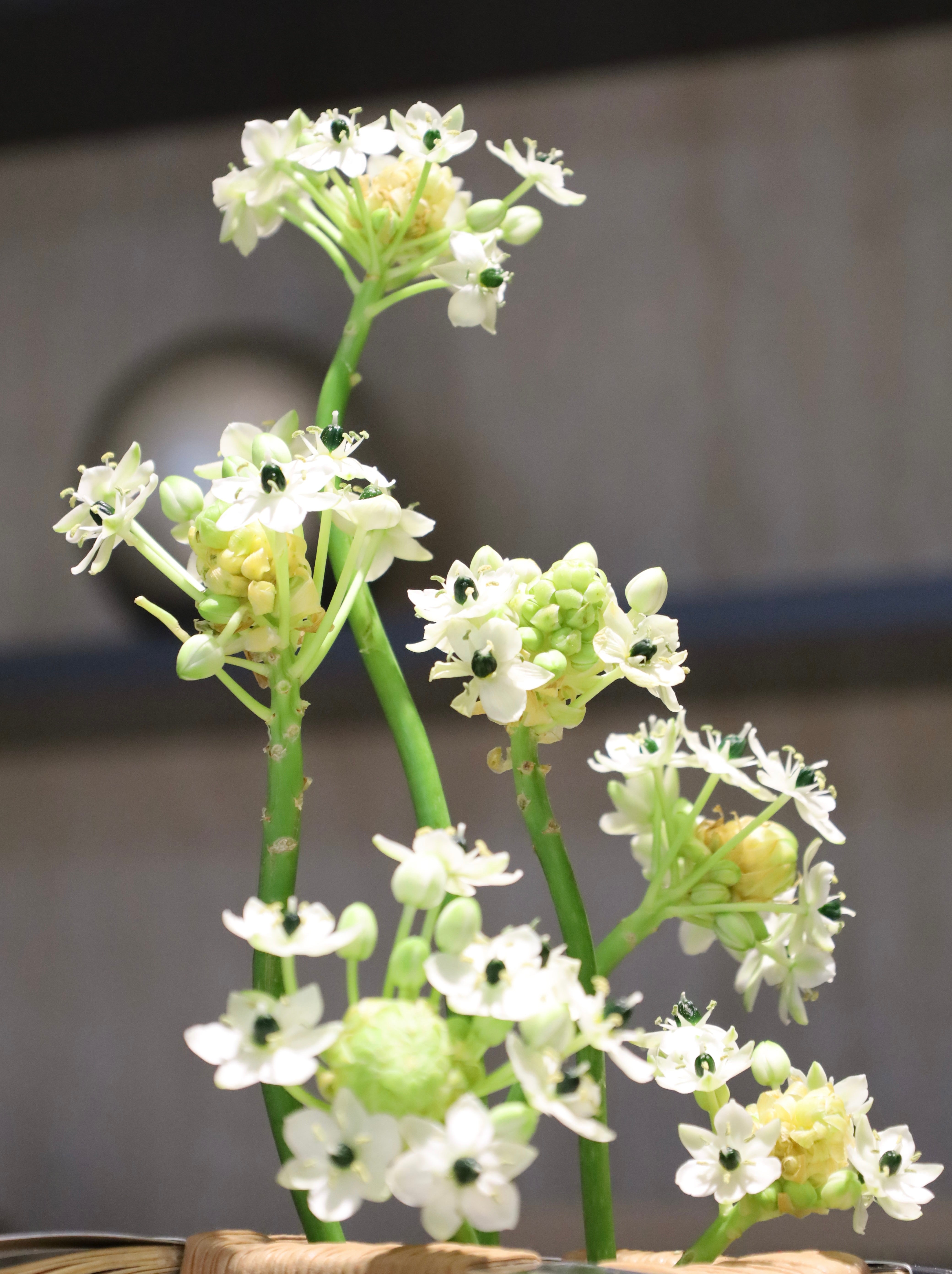 Linear Blooms Collection