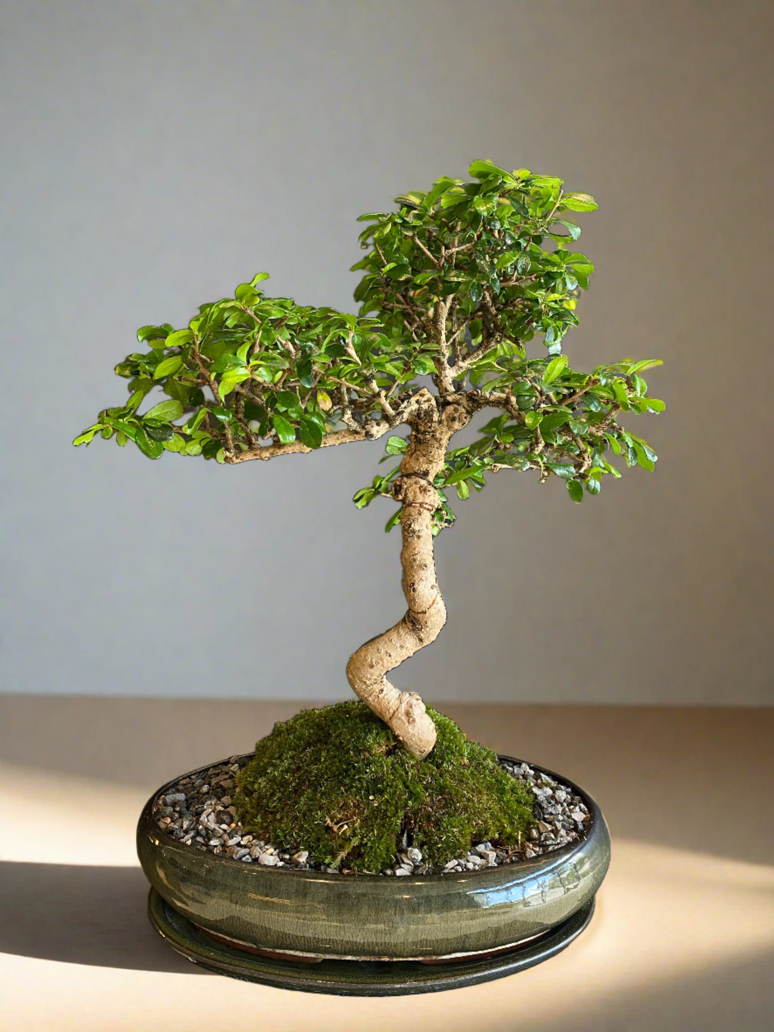 Carmona Bonsai