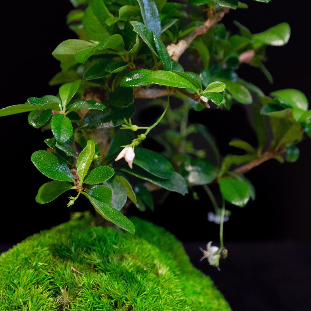 Carmona Bonsai Plant-Mini