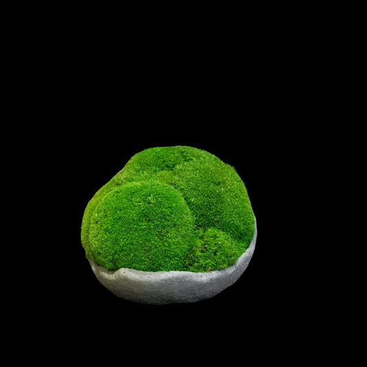 Moss Ball Arrangement - Medium
