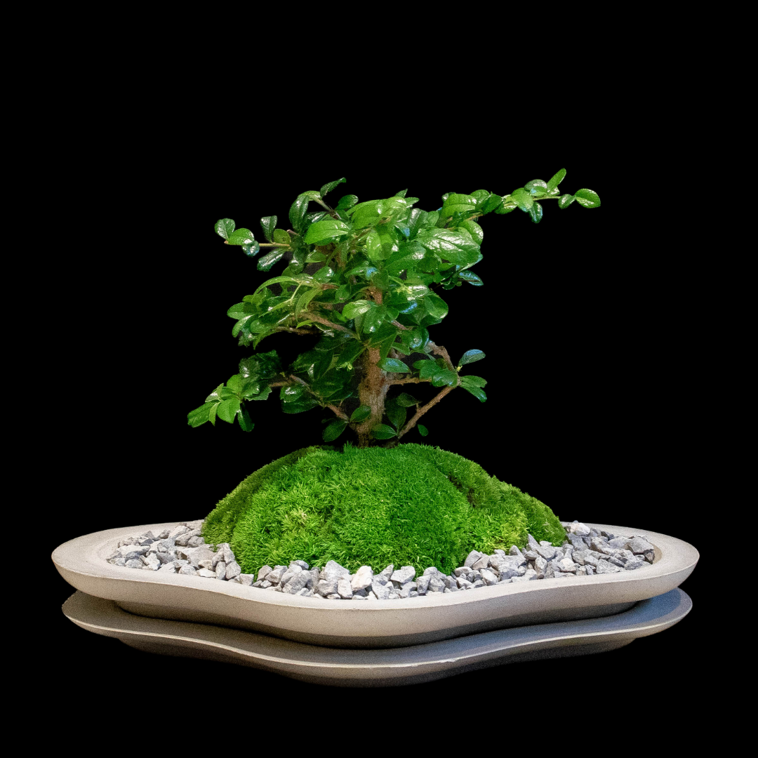 Carmona Bonsai Plant-Medium