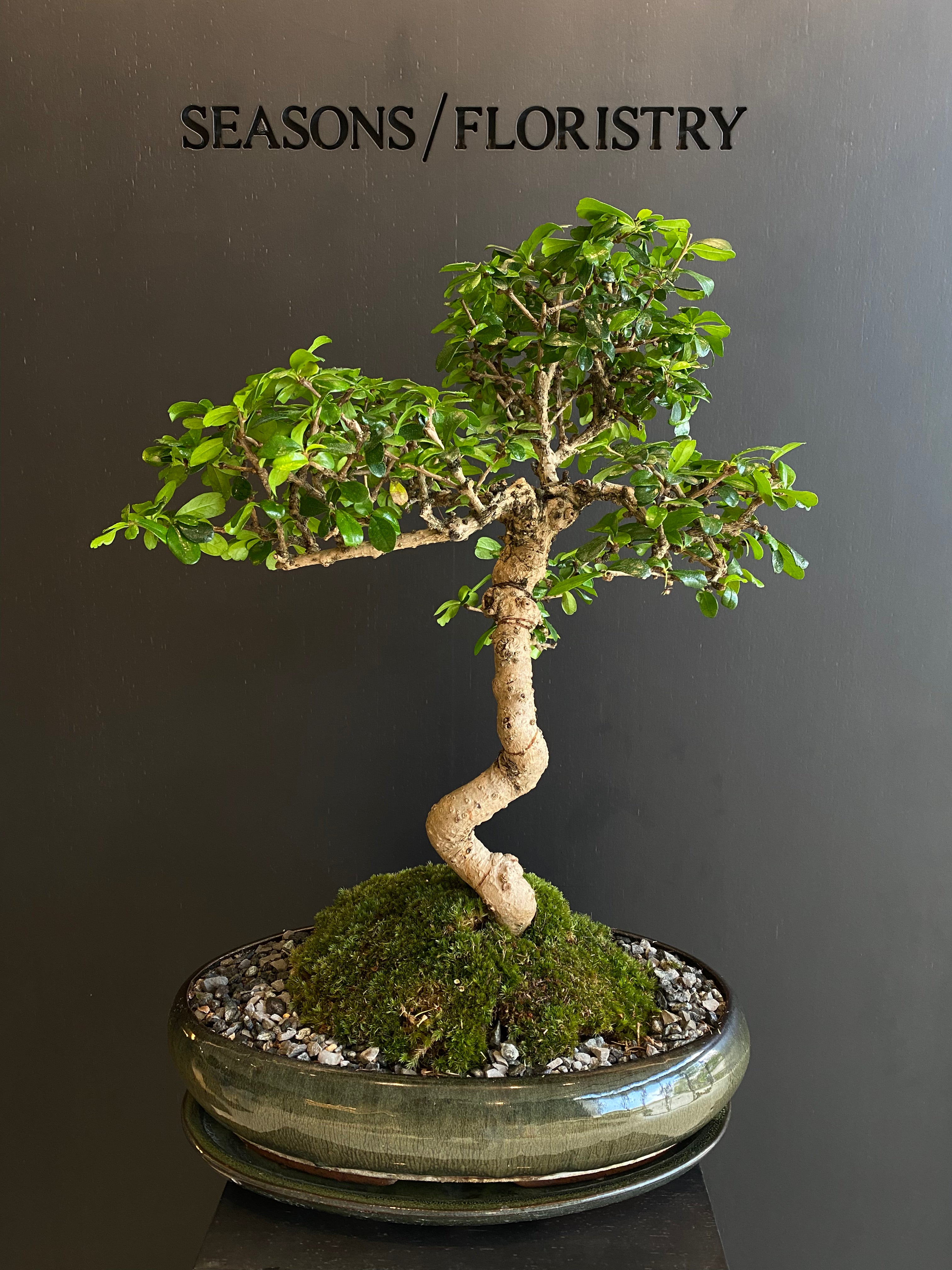 Carmona Bonsai