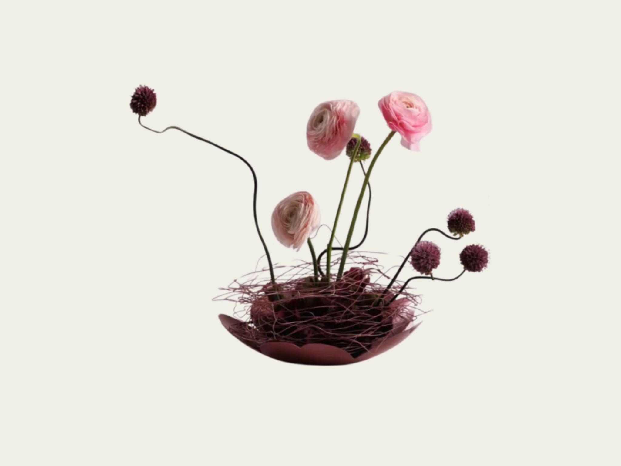Sakura Blooms