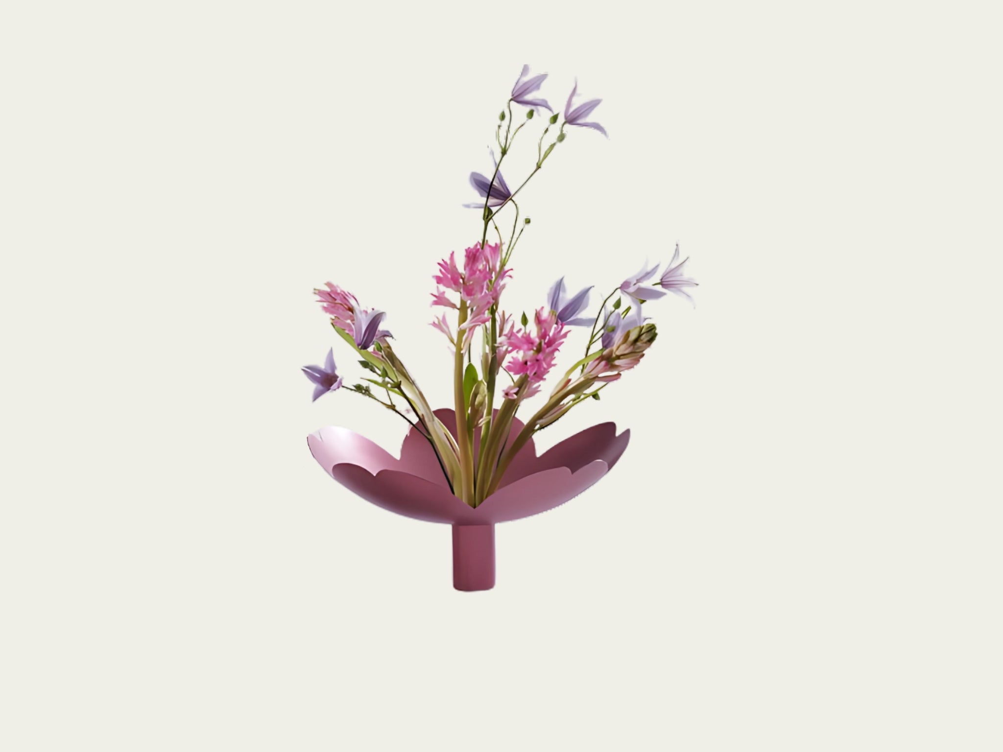 Sakura Blooms