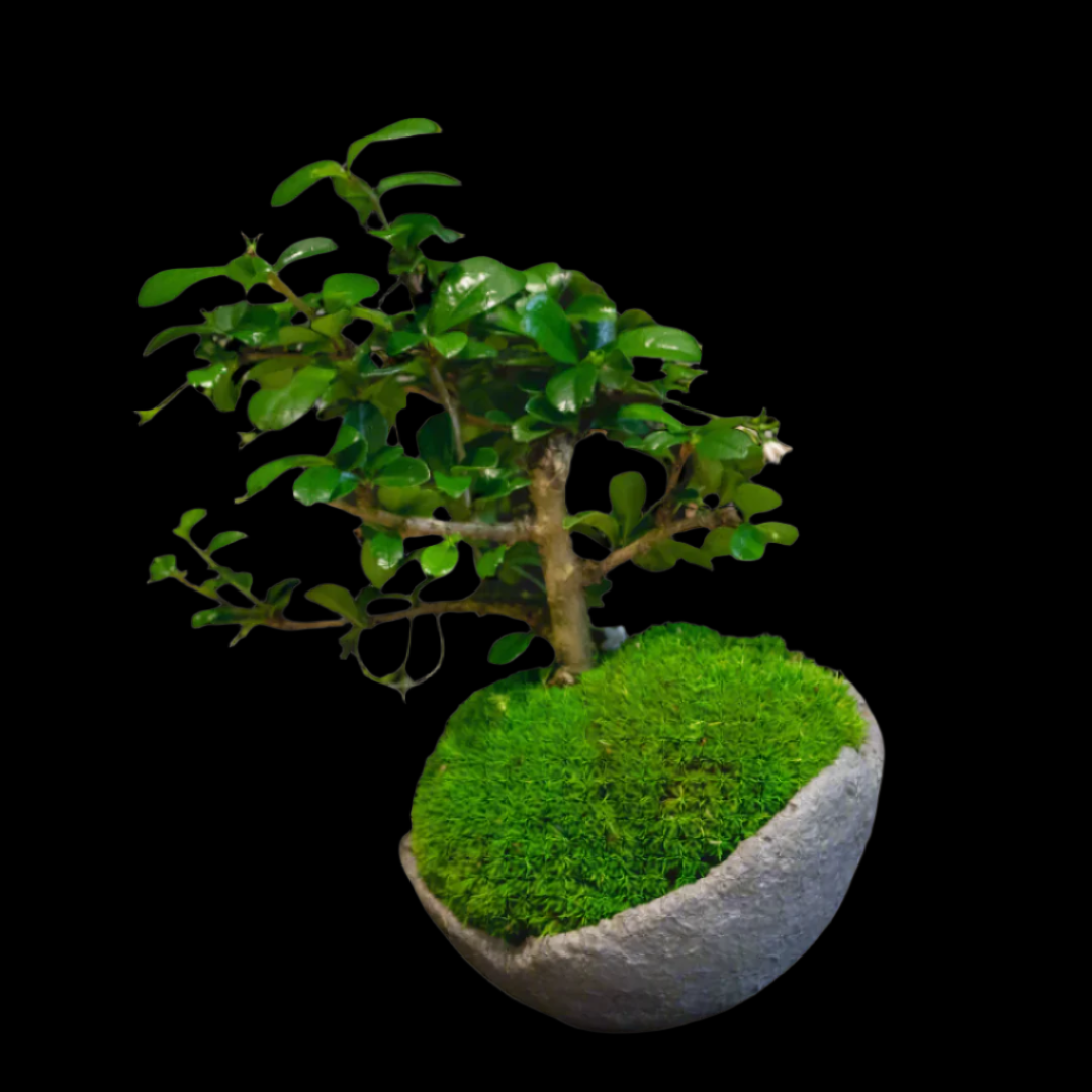 Carmona Bonsai Plant-Mini