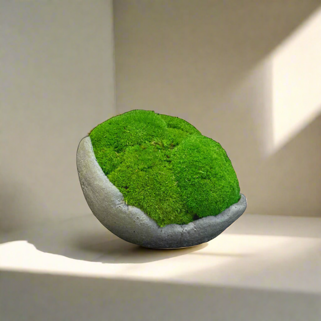 Moss Ball Arrangement - Large