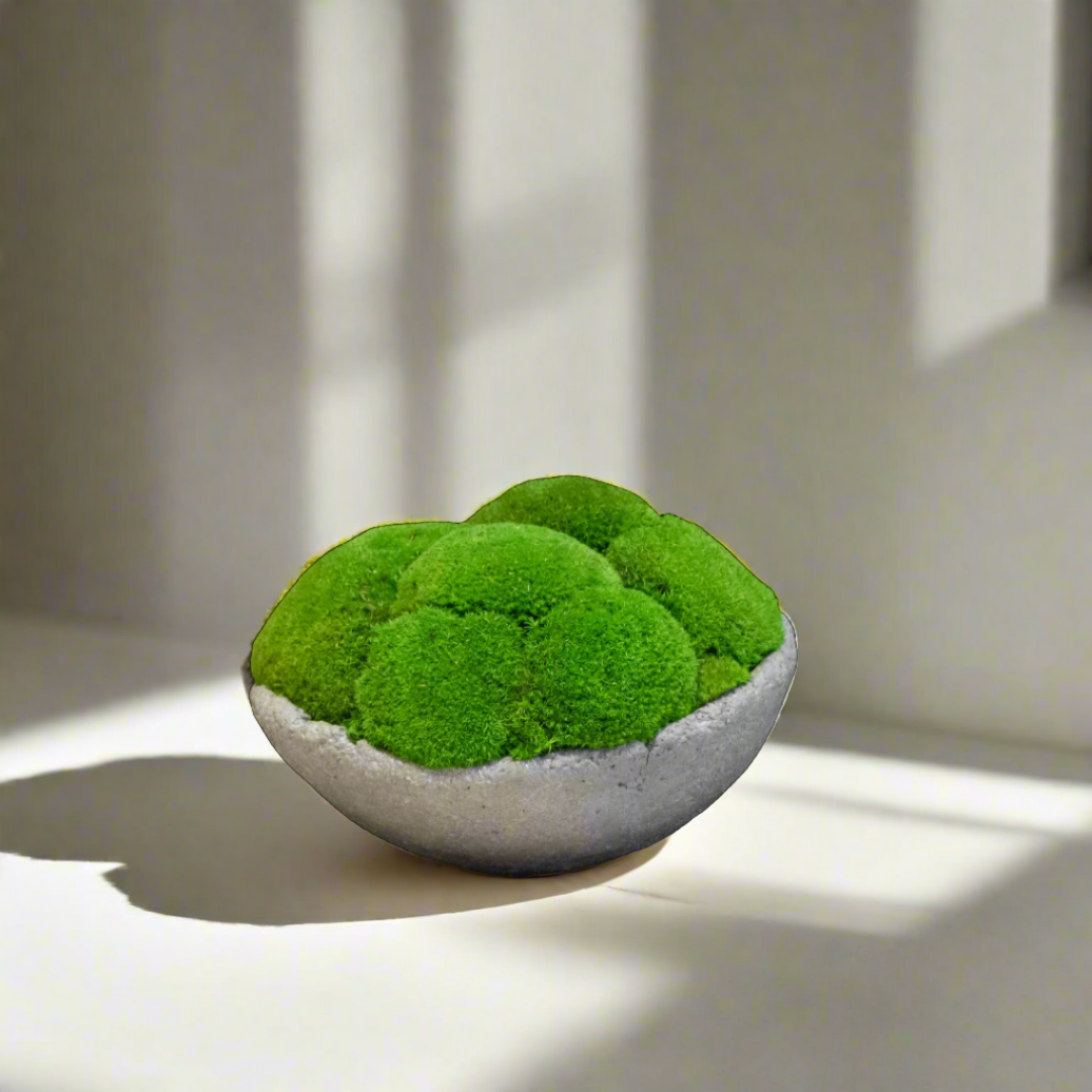 Moss Ball Arrangement - Small