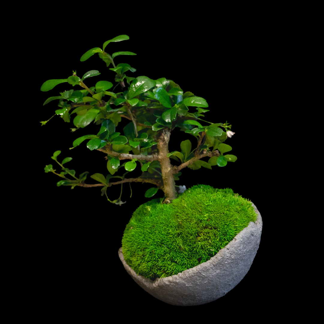 Carmona Bonsai Plant-Mini