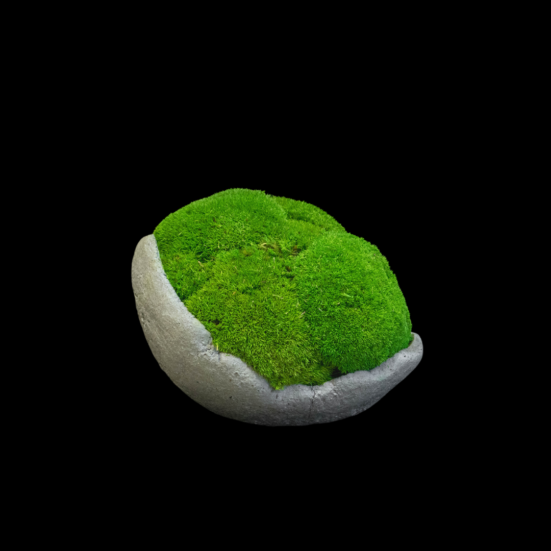 Moss Ball Arrangement - Large