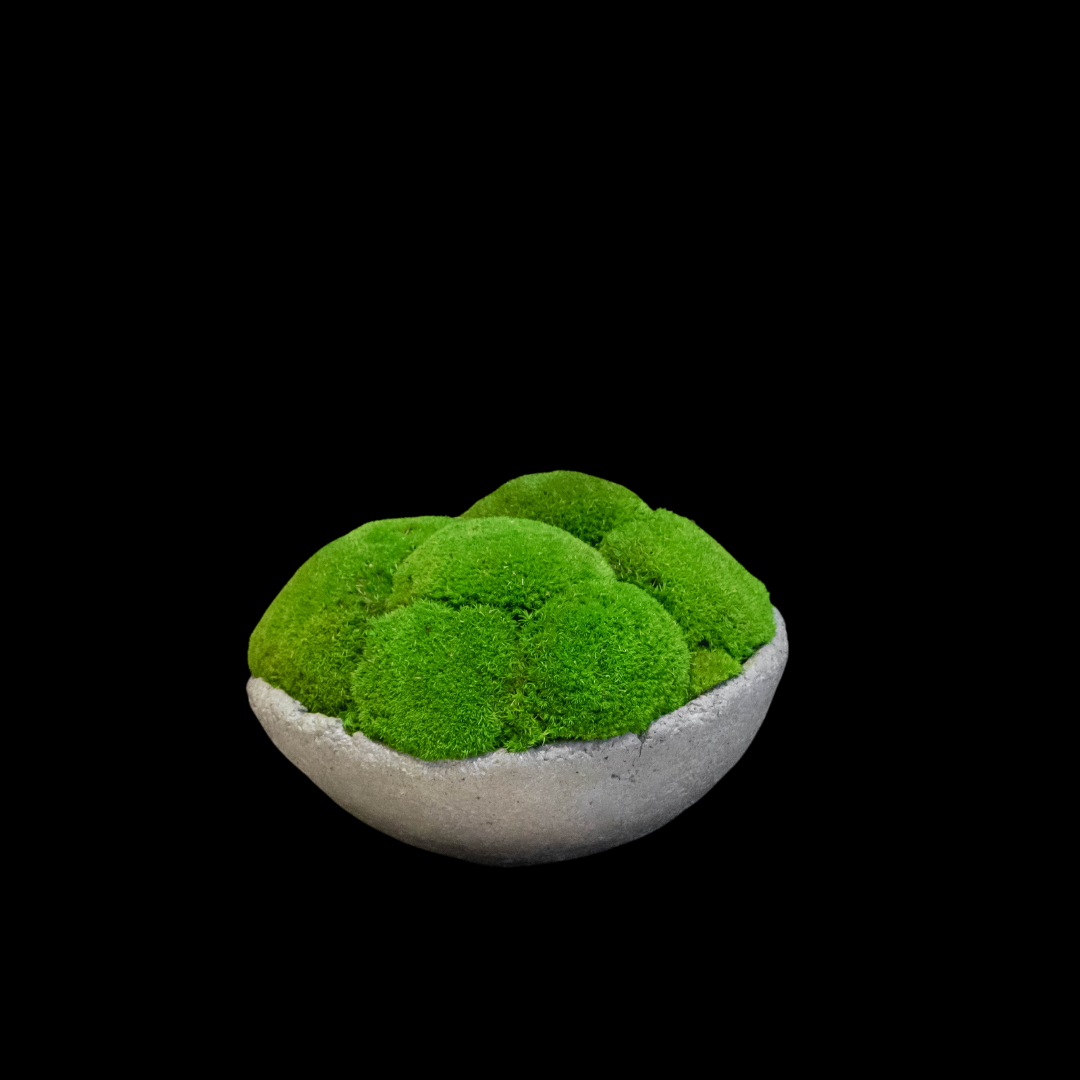 Moss Ball Arrangement - Small