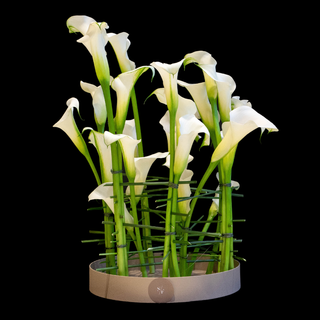 Sophisticated Calla